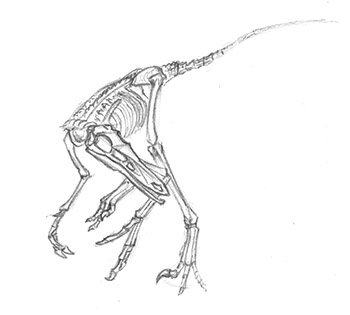 Buitreraptor skeletal sketch