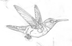 Hummingbird WIP
