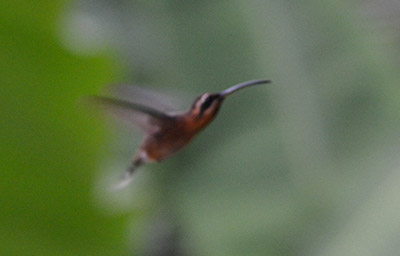 Little hermit hummingbird photo from Trinidad
