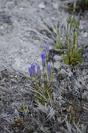 Tiffany Miller Russell - Fringed Gentian in Yellowstone - Photography