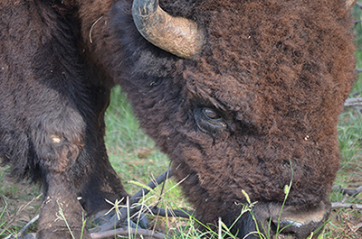 Cap Rock Bison photo