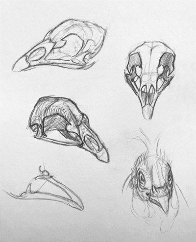 Tiffany Miller Russell - Study of Chicken Skulls