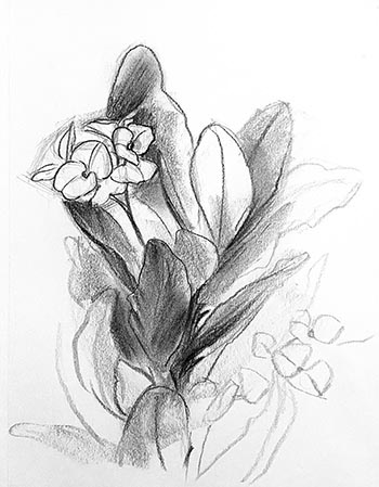 Tiffany Miller Russell - Crown of Thorns Plant - Charcoal Pencil