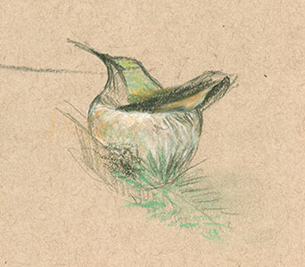 Tiffany Miller Russell - hummingbird nesting sketch