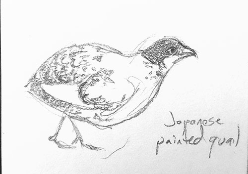 Field sketch of a Japanese painted quail