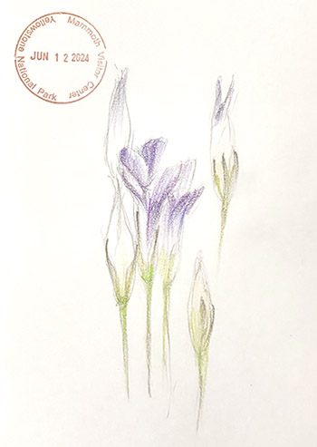 Tiffany Miller Russell - Fringed Gentian - Field Sketch