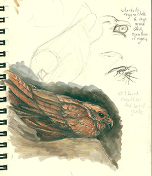 Tiffany Miller Russell - Field sketches from Trinidad - Don Eckelberry Scholarship recipient