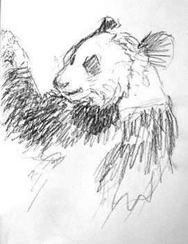Panda sketches at the Smithsonian Zoo