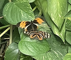Tiffany Miller Russell - Orange Butterflies - Photography