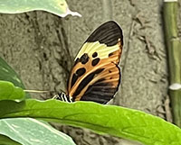Tiffany Miller Russell - Orange Butterfl - Photography