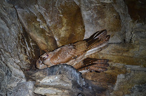 Oilbirds at Asa Wright Nature Center - Trinidad