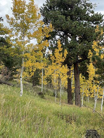 Aspen on the Property