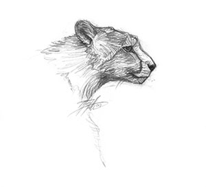 Tiffany Miller Russell - Cheetah Head Study