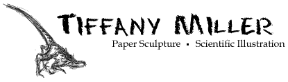 Tiffany Miller  - Paper Sculpture - Scientific Illustration